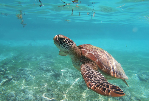 海中　海洋生物　ウミガメ