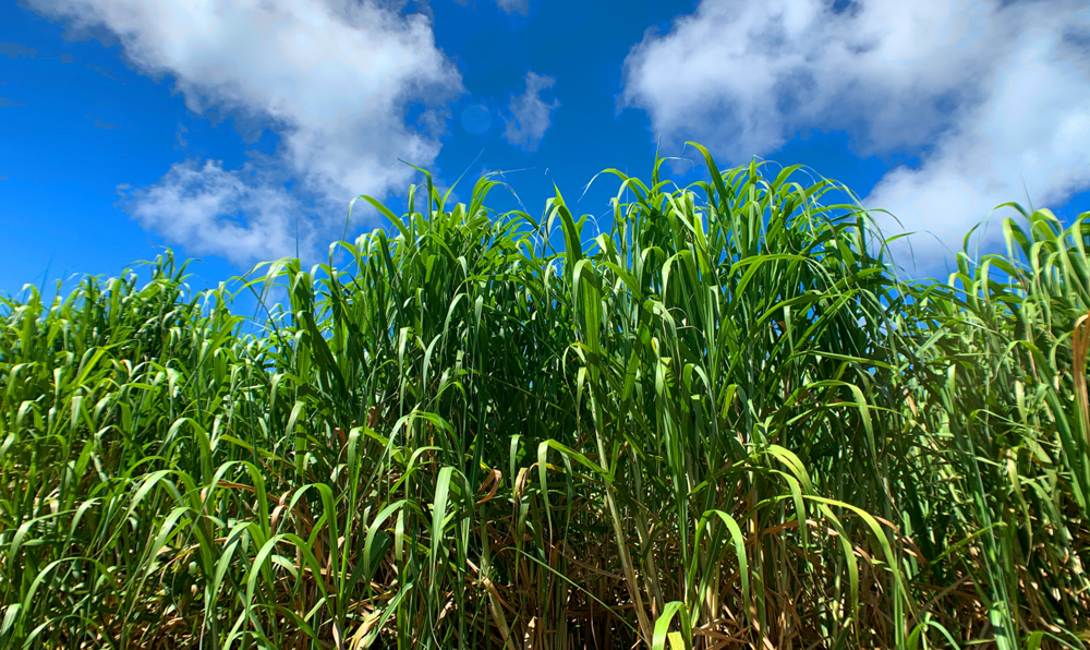 サトウキビ畑　空