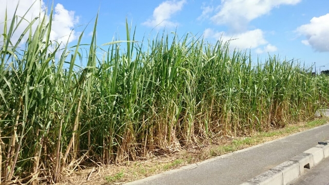 サトウキビ畑