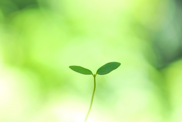 若葉　新芽　緑