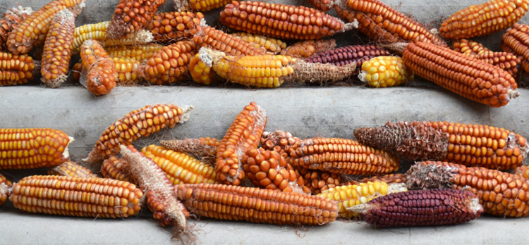 バイオマスコーンのイメージ画像