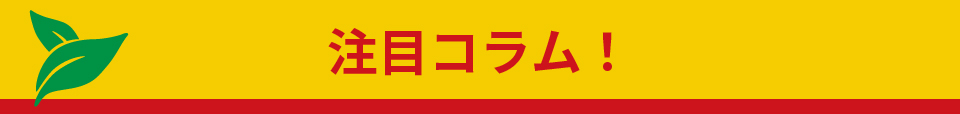 注目コラム